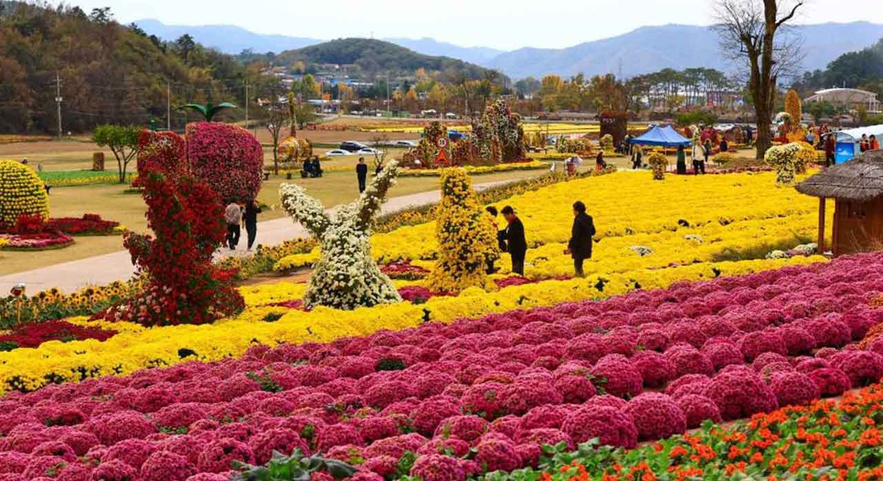 화순 고인돌 가을꽃 축제